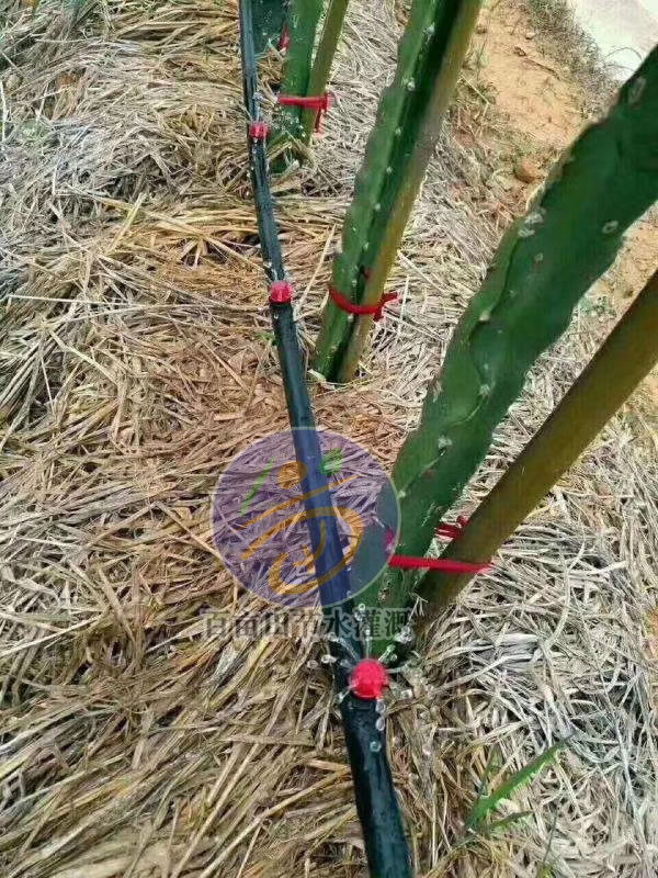 火龍果滴灌